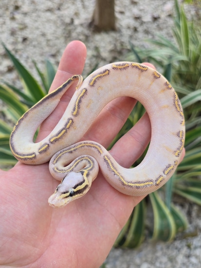 Pastel GHI Highway Ball Python by Morph Jungle