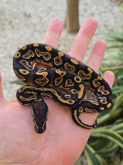 Black Head YB Ball Python by Morph Jungle