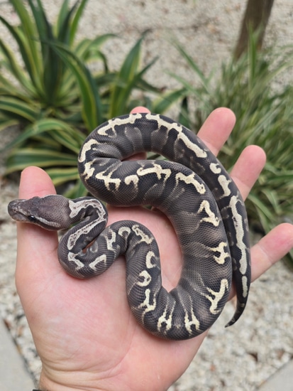 Super GHI DG Het Sunset Ball Python by Morph Jungle
