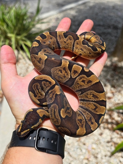 Enchi GHI Het VPI Axanthic Ball Python by Morph Jungle