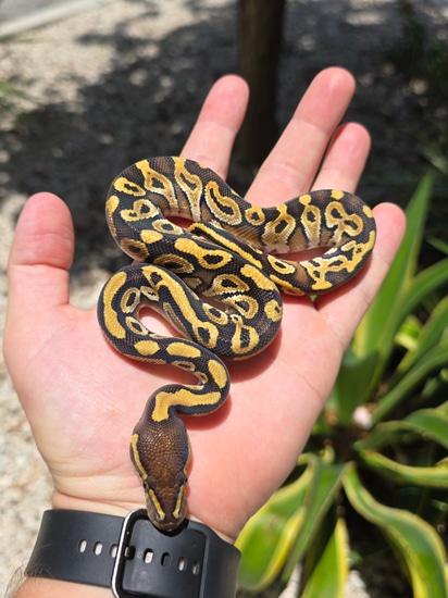 Mojave Het Monsoon Ball Python by Morph Jungle