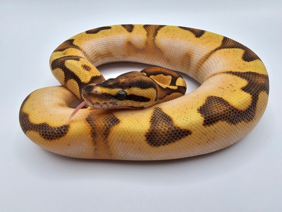 OD YB Fire Enchi Calico Ball Python by Morph Kings