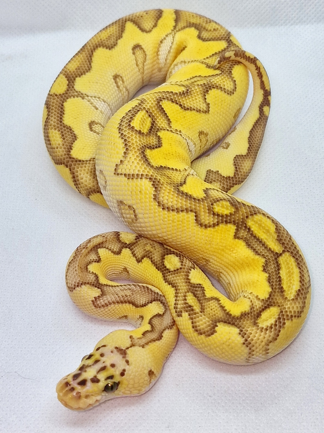 Pastel Lesser Clown Ball Python by Morph Shaman MorphMarket
