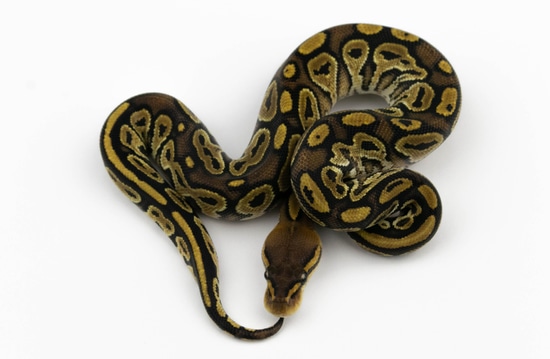 Bongo Het Clown Ball Python by MorphArt Reptiles