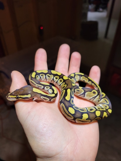 Lesser Specter Ball Python by Morph Daddy Mutations