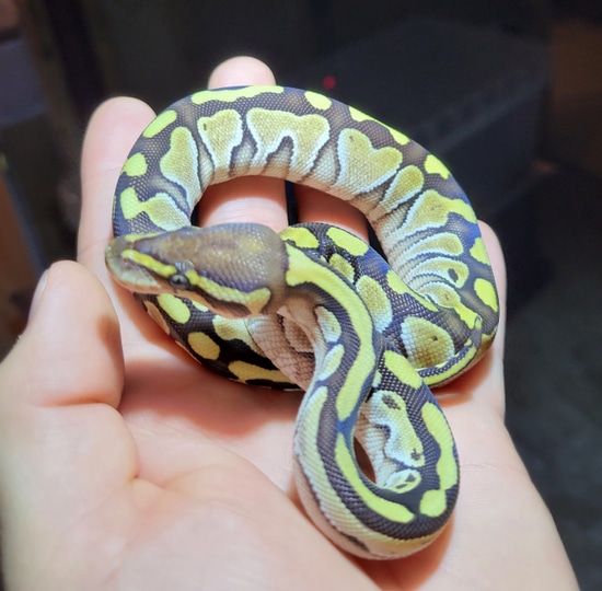 Lesser Specter Ball Python by Morph Daddy Mutations
