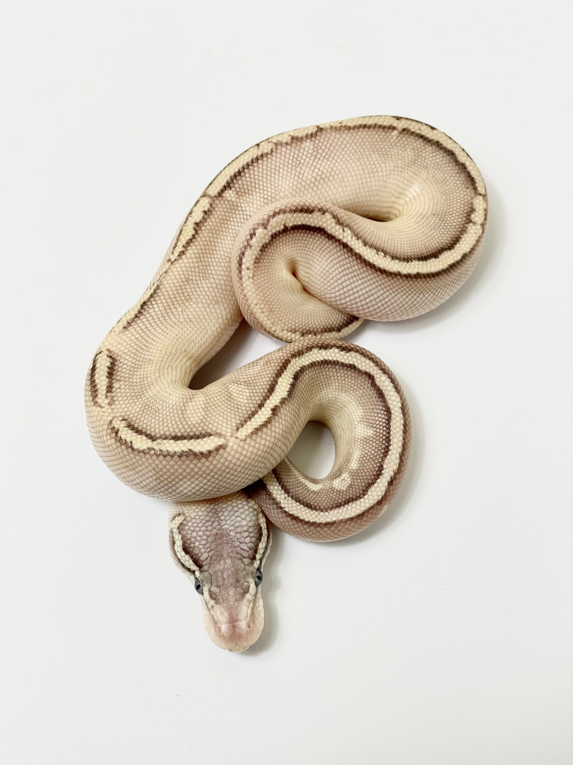 Bongo Ghi Pastel Lesser Ball Python by Morph Depot - MorphMarket