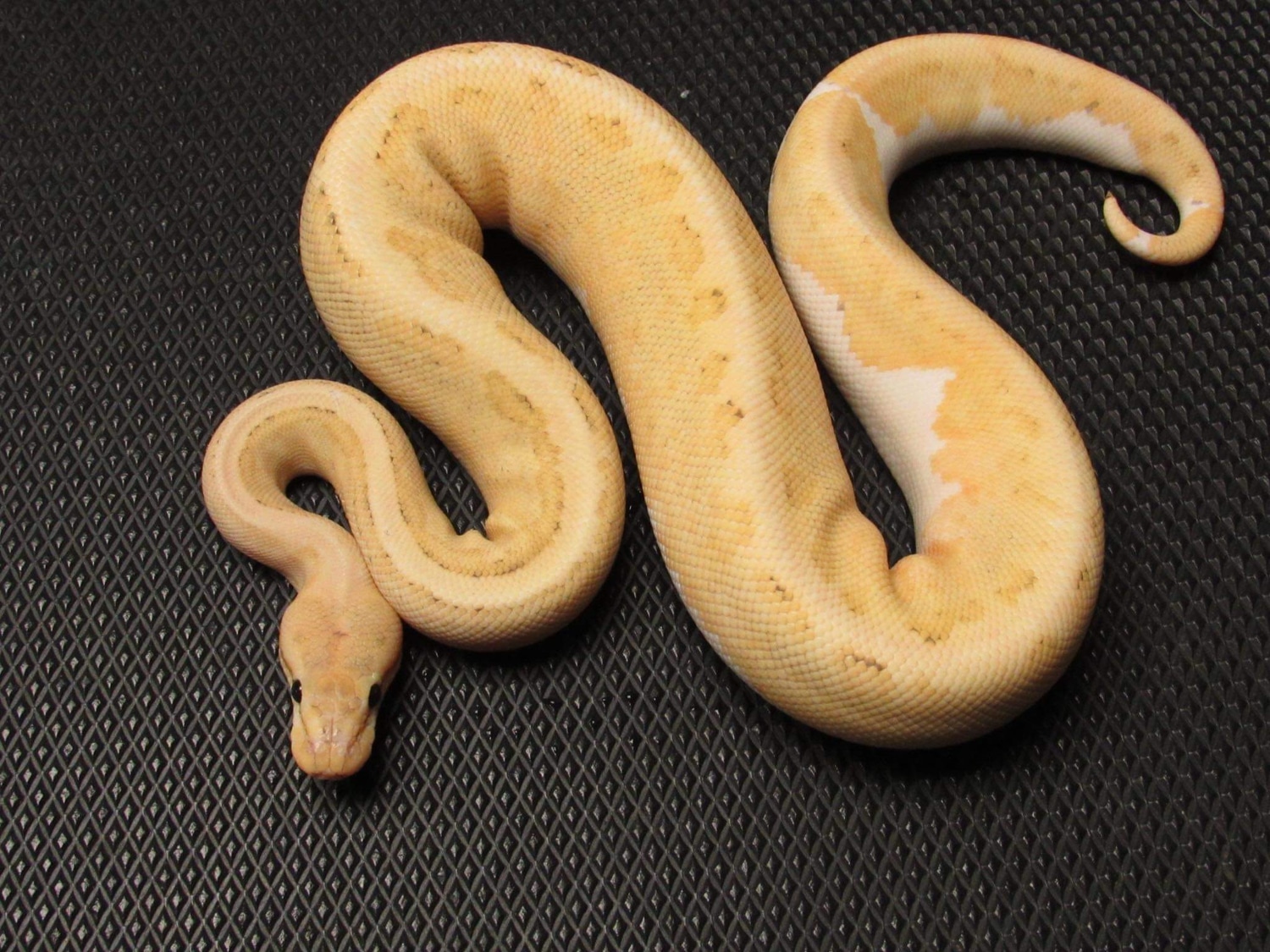 Fire Enchi Pinstripe Disco Ball Python by Morphed Out Reptilez ...