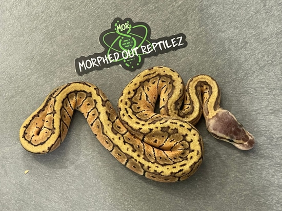Lemon Blast Ball Python by Morphed Out Reptilez