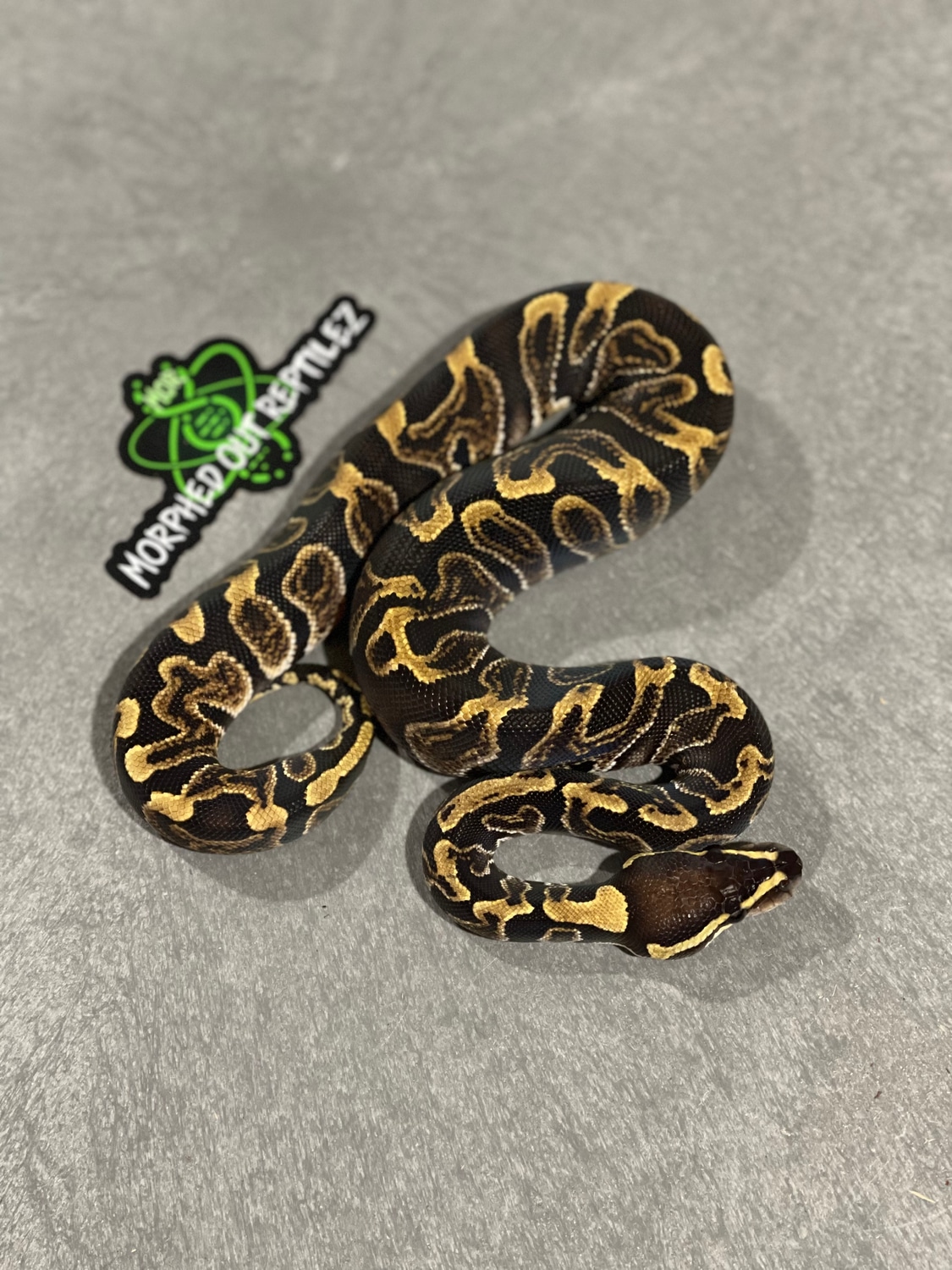 Ghi 66% Het Clown 50% Het Hypo Ball Python by Morphed Out Reptilez ...
