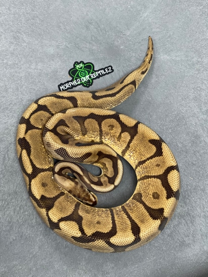 Chocolate Spider Ball Python by Morphed Out Reptilez