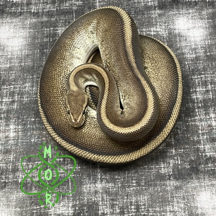 Morphed Out Reptilez - MorphMarket