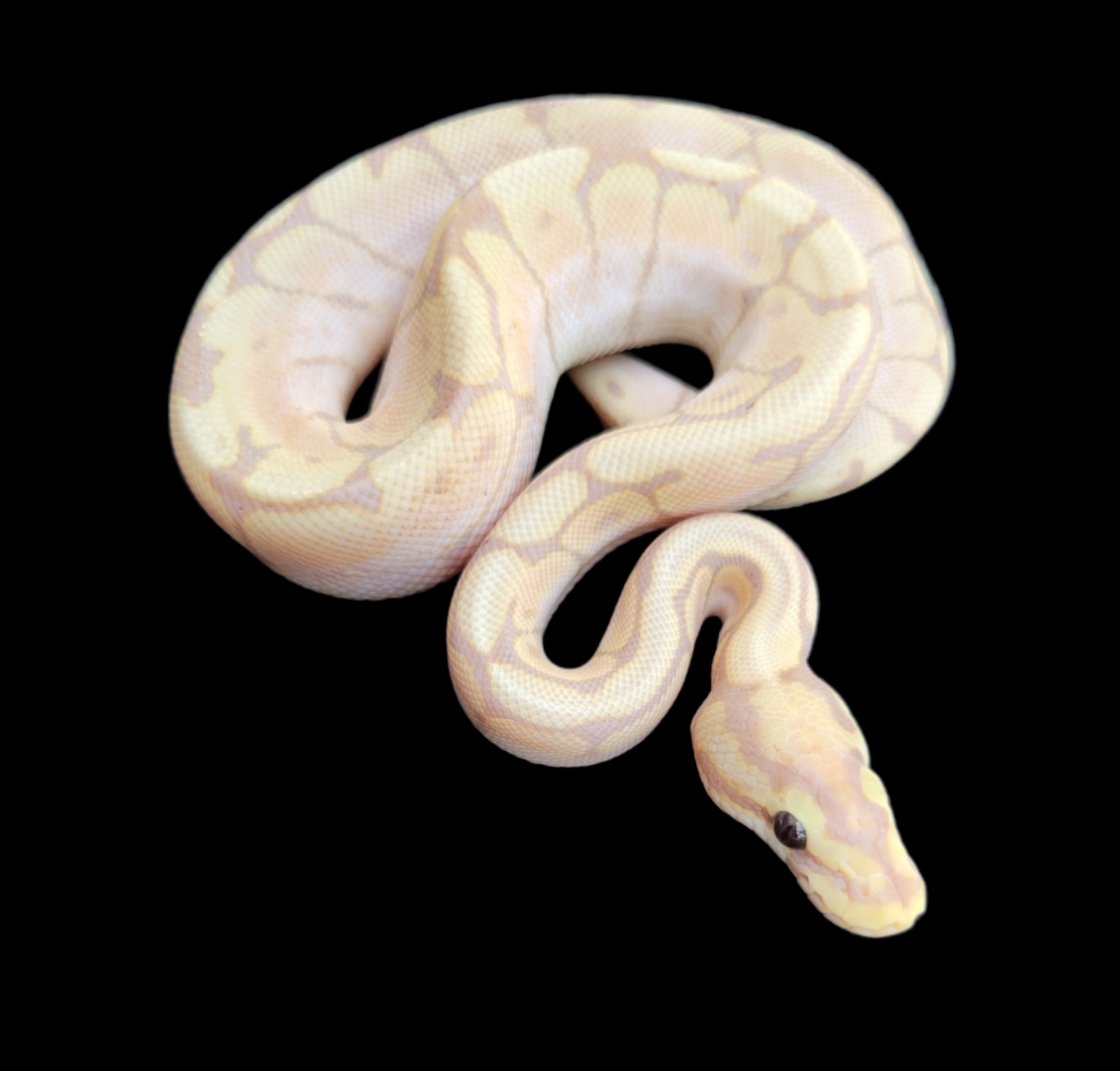 Banana Bee Ball Python by MorphedUp Reptiles MorphMarket