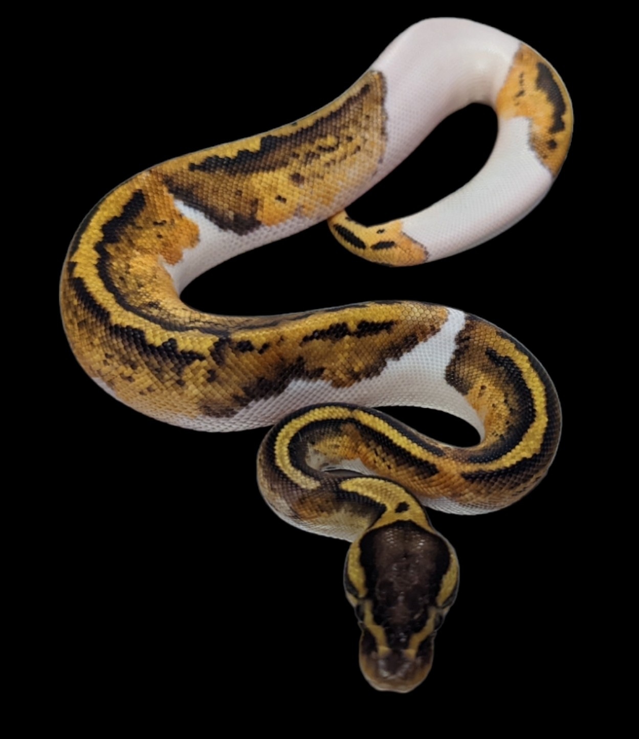 Pastel Pied Ball Python by MorphedUp Reptiles - MorphMarket