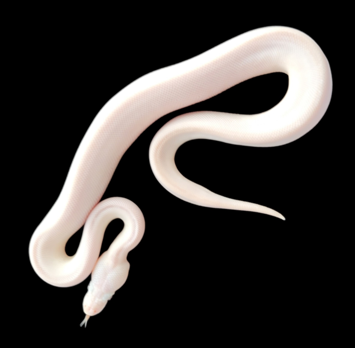 Super Lesser Ball Python by MorphedUp Reptiles - MorphMarket