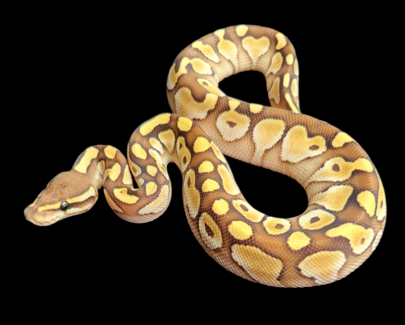 Lesser Ball Python by MorphedUp Reptiles - MorphMarket