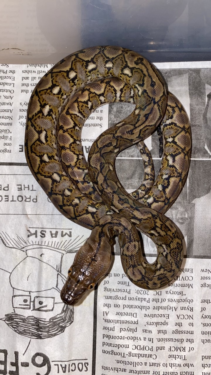 Super Dwarf Babies Reticulated Python by MorphEvolution - MorphMarket