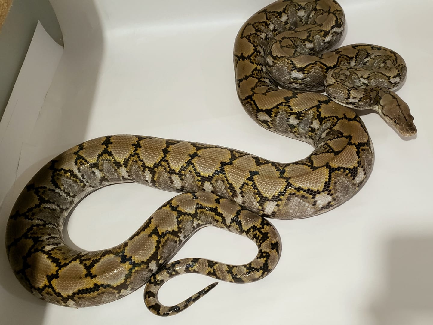 Madu Super Dwarf Female Reticulated Python by MorphEvolution - MorphMarket