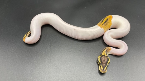 Genex Ball Python Genex Yellowbelly Pied Ball Python by MorphEvolution