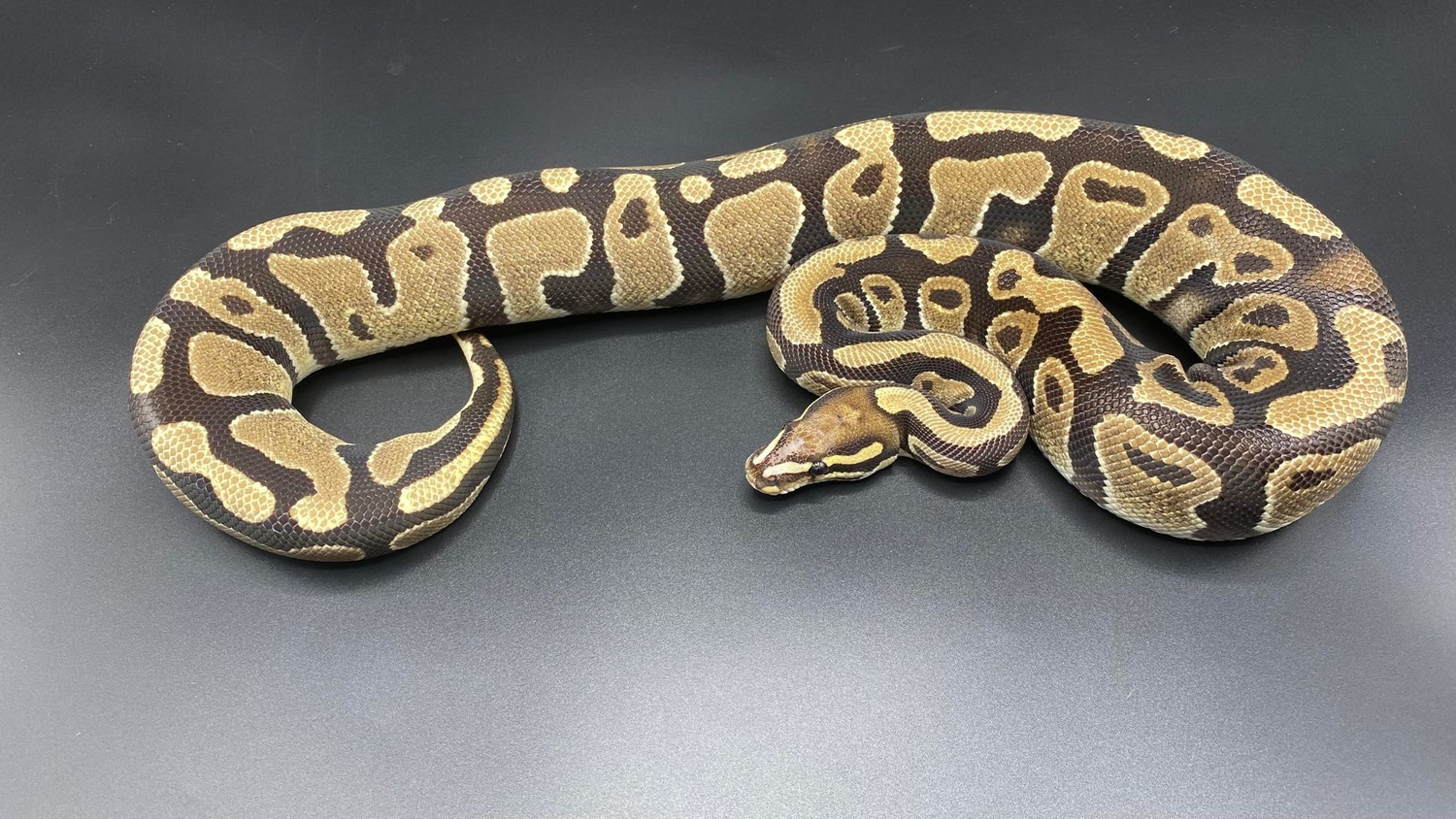 Scaleless Head Poss Fire Female Ball Python by MorphEvolution - MorphMarket