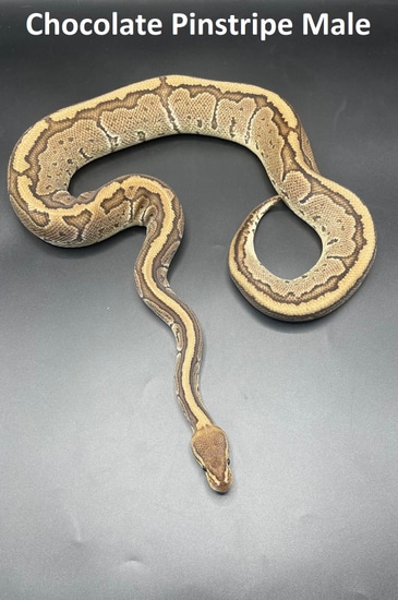 Chocolate Pinstripe Ball Python by MorphEvolution