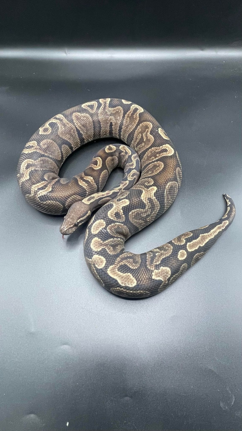 GHI Ball Python by MorphEvolution - MorphMarket