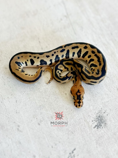 Batman Ball Python by Morph Explosion