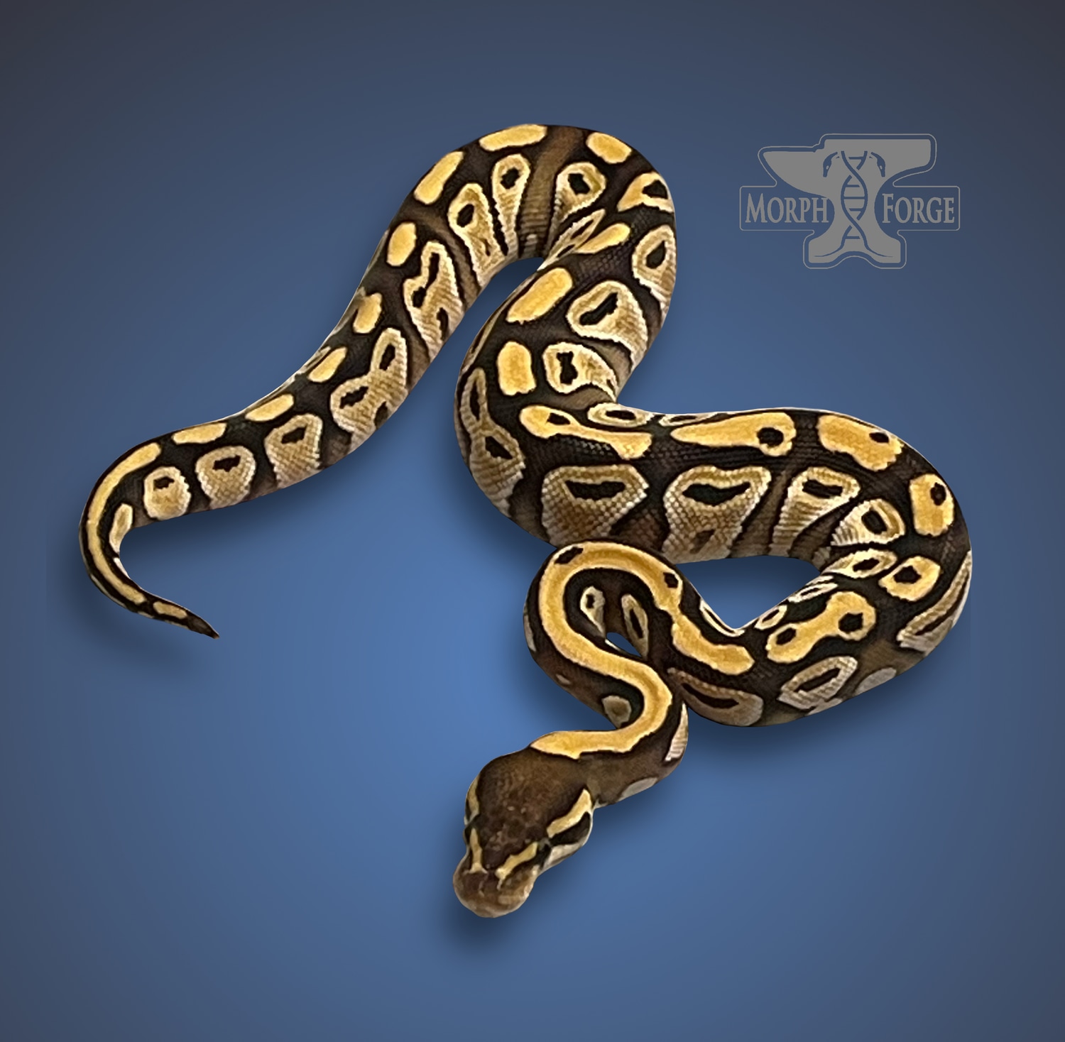 2 Of 3 Mojave Female Ball Python by Morph MorphMarket