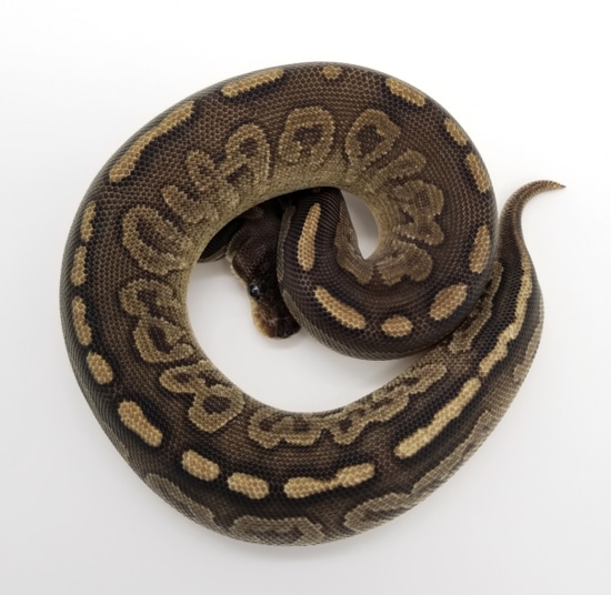 Siren Ball Python by Custom Scales