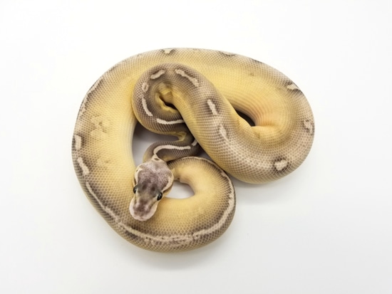 Sterling Butter Ball Python by Custom Scales