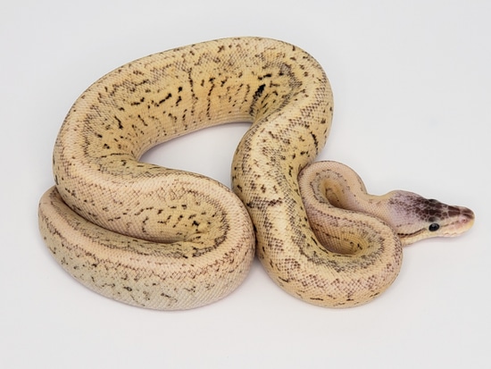 Vanilla Cream Pinstripe Poss Siren Ball Python by Custom Scales