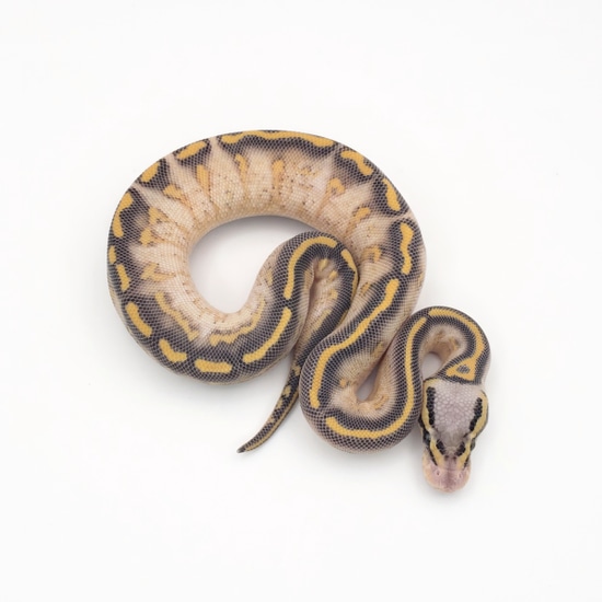Pastel Phantom Highway Ball Python by Custom Scales