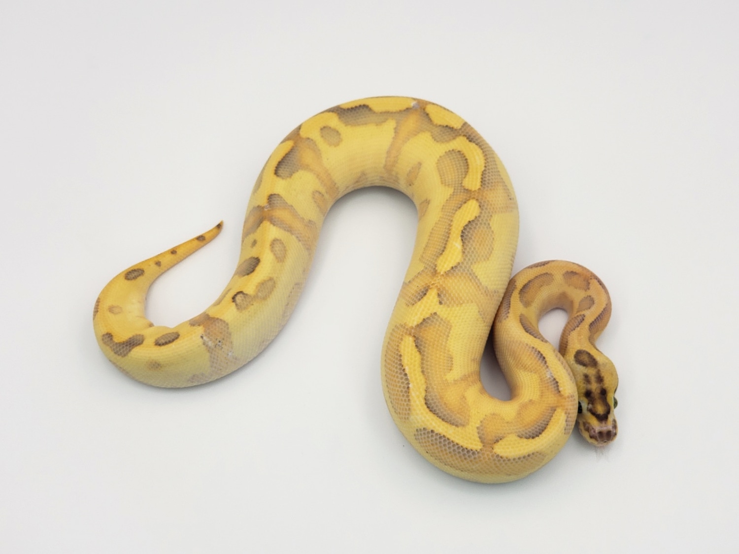 Super Enchi Leopard Puma Ball Python by Custom Scales - MorphMarket