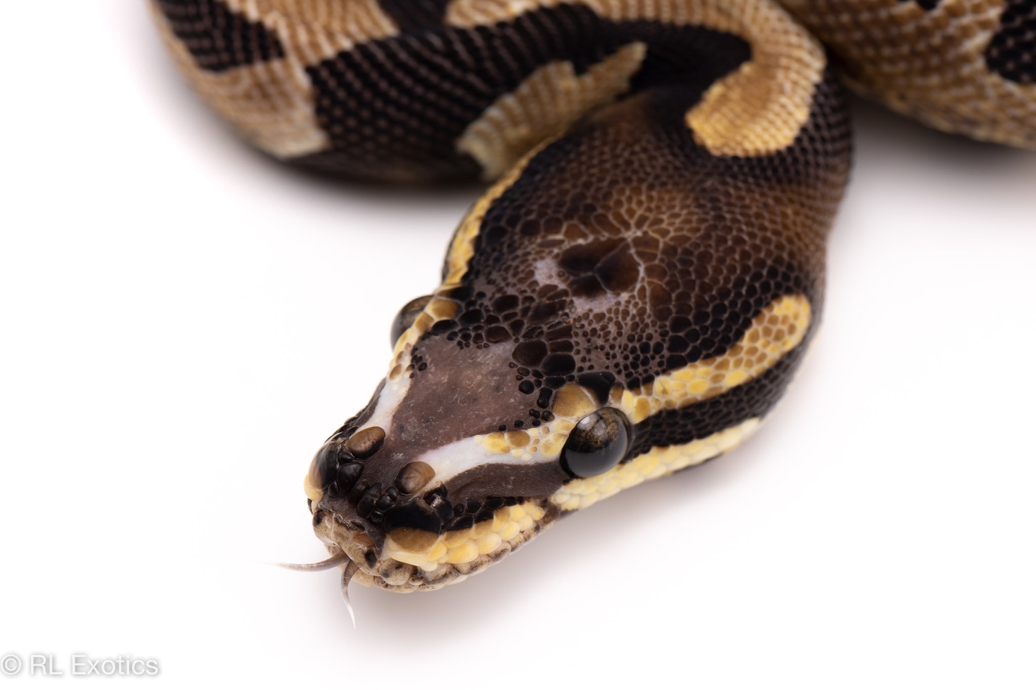 Scaleless Head Ball Python by Custom Scales - MorphMarket