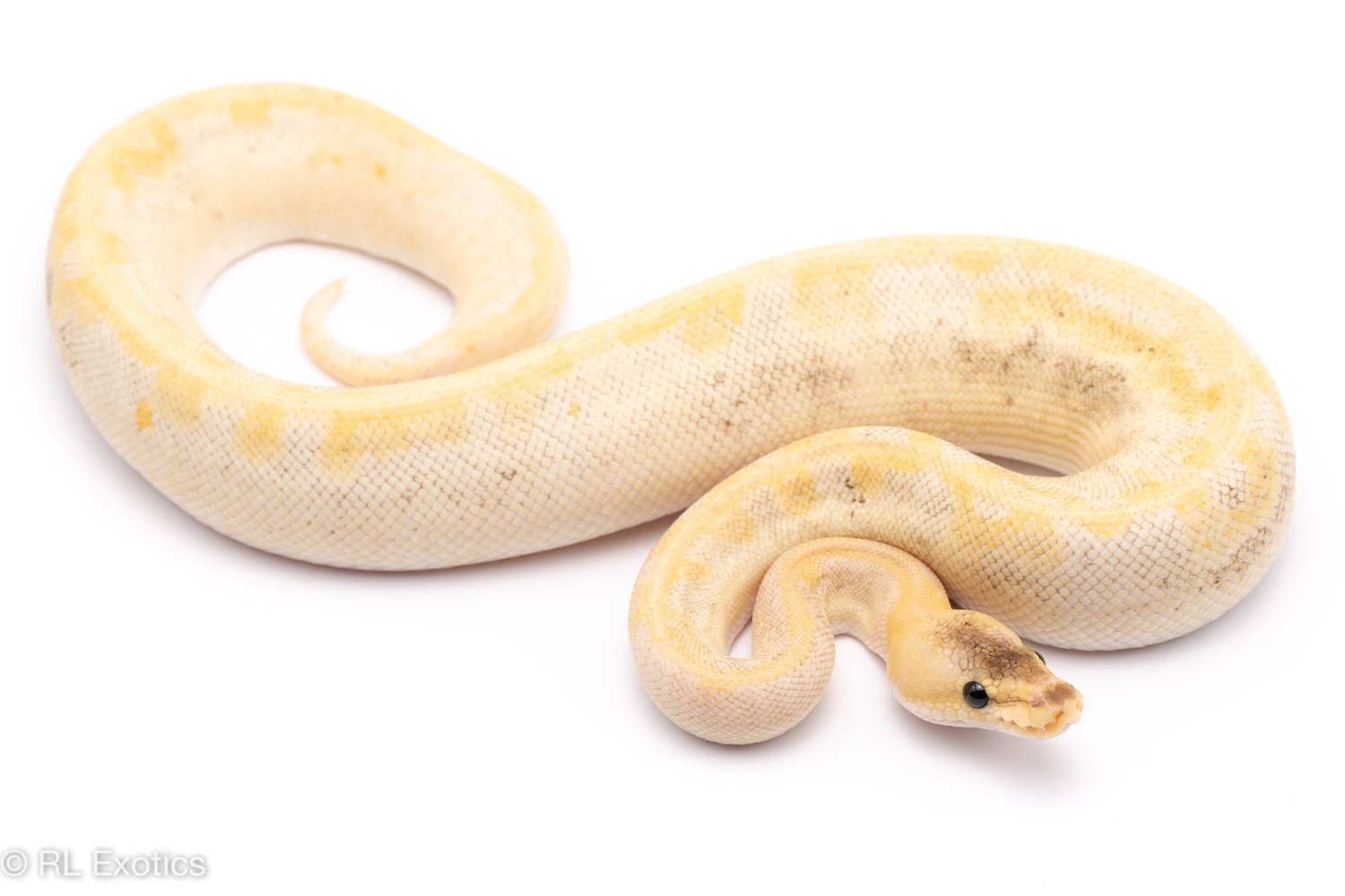 SUper Pastel Champagne Possible Cypress Possible Honey Ball Python by ...