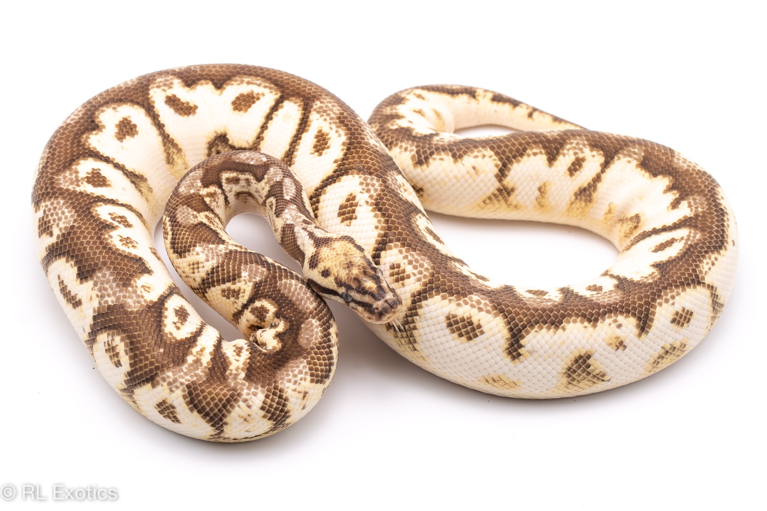 Queen Bee Calico Ball Python by Custom Scales - MorphMarket