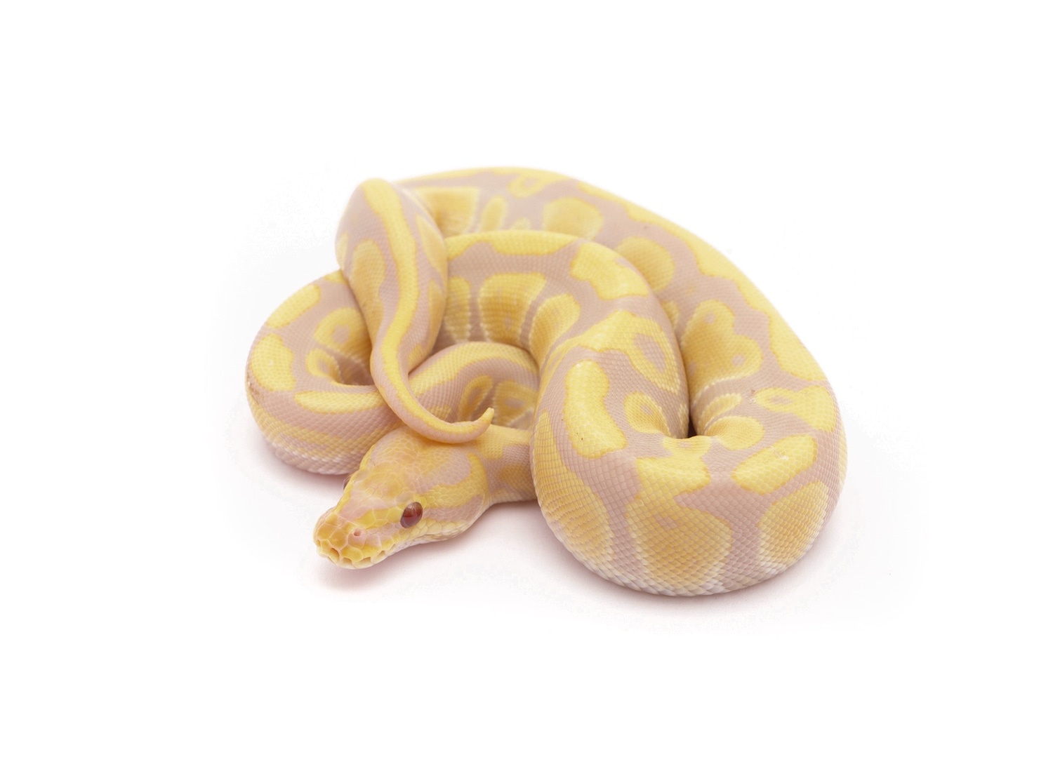 Candy Ball Python by Custom Scales MorphMarket