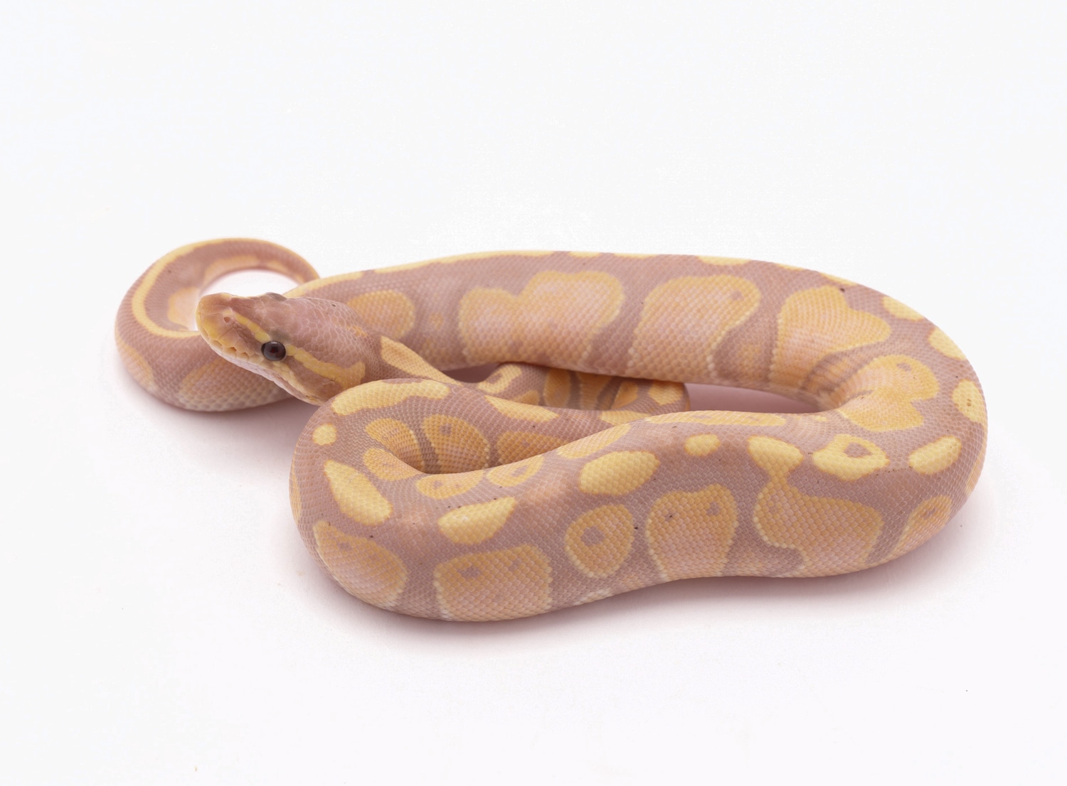Banana Het Sunset Ball Python by Custom Scales - MorphMarket