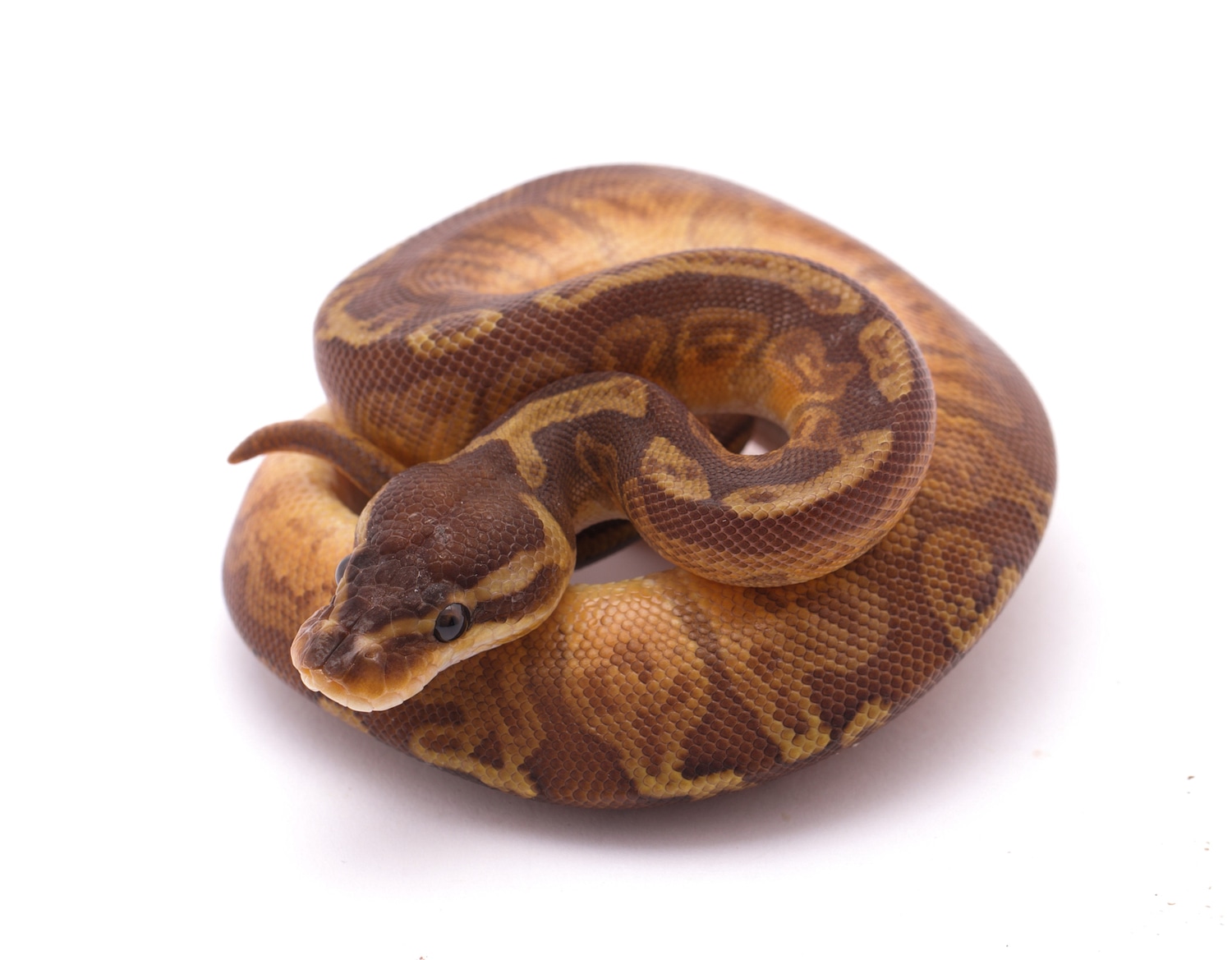 Sunset Ball Python by Custom Scales - MorphMarket