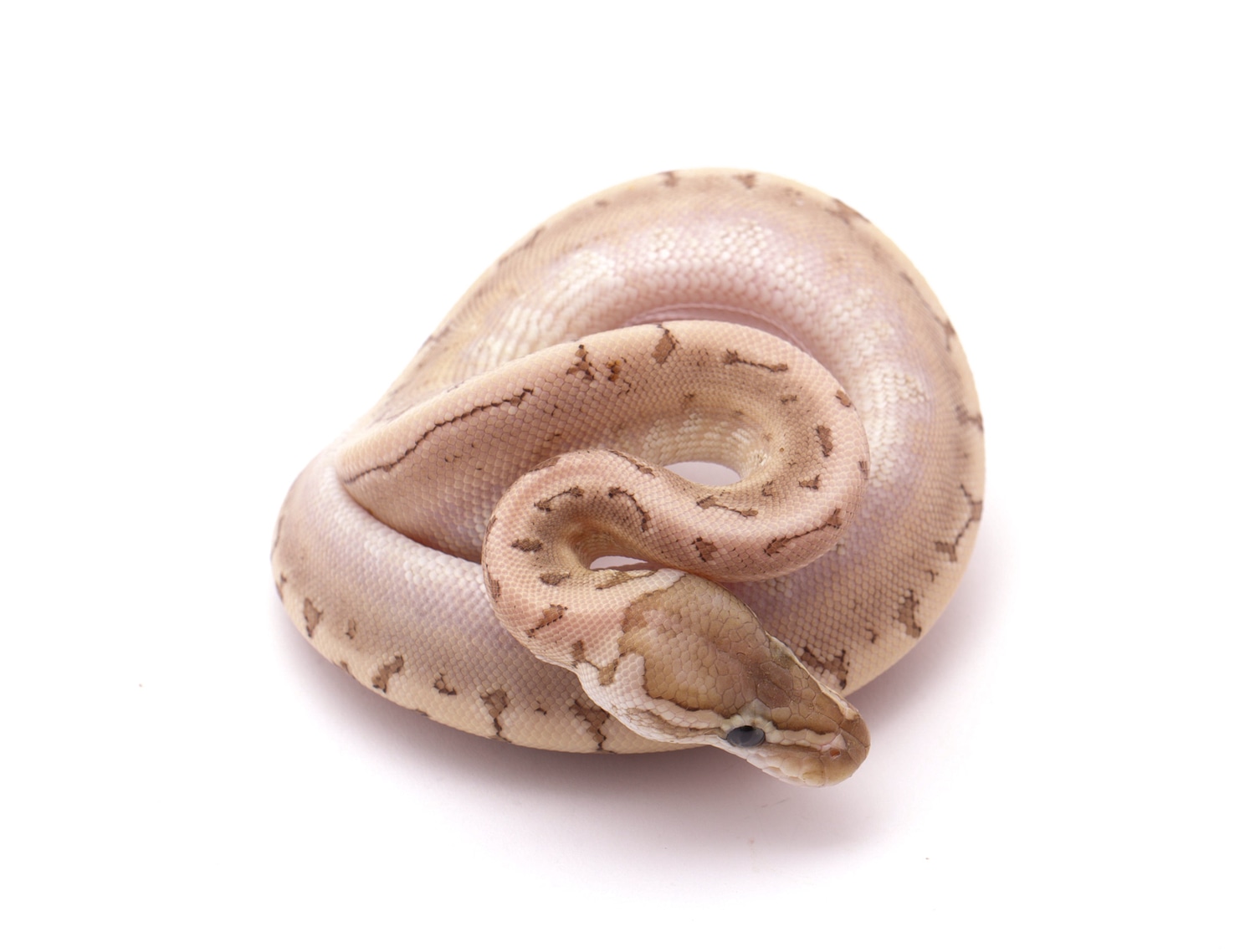 Lemon Blast Bamboo Ball Python by Custom Scales - MorphMarket