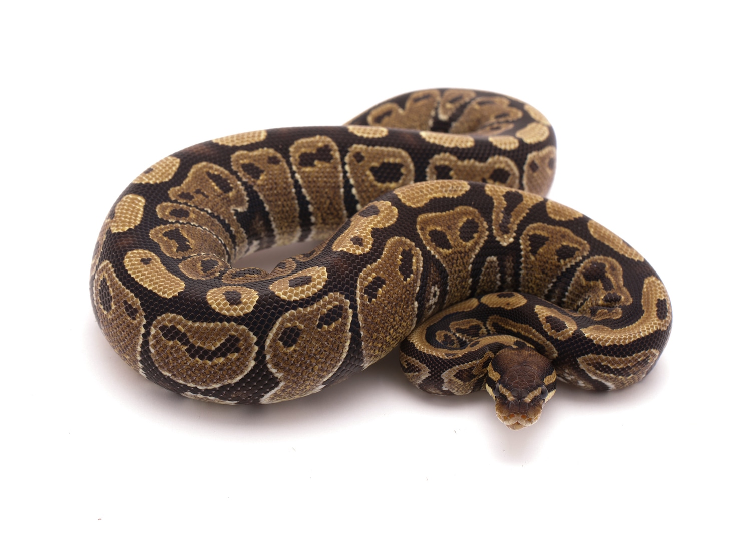 Het Candy Ball Python by Custom Scales MorphMarket