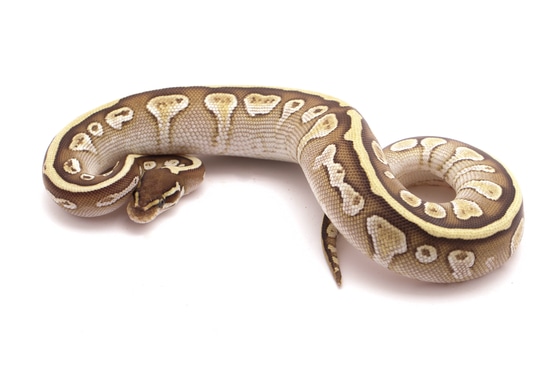 Lesser Arroyo Ball Python by Custom Scales
