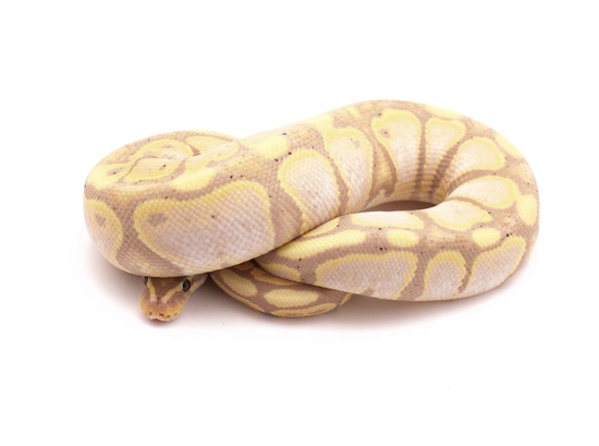 Joppa Banana Ball Python by Custom Scales