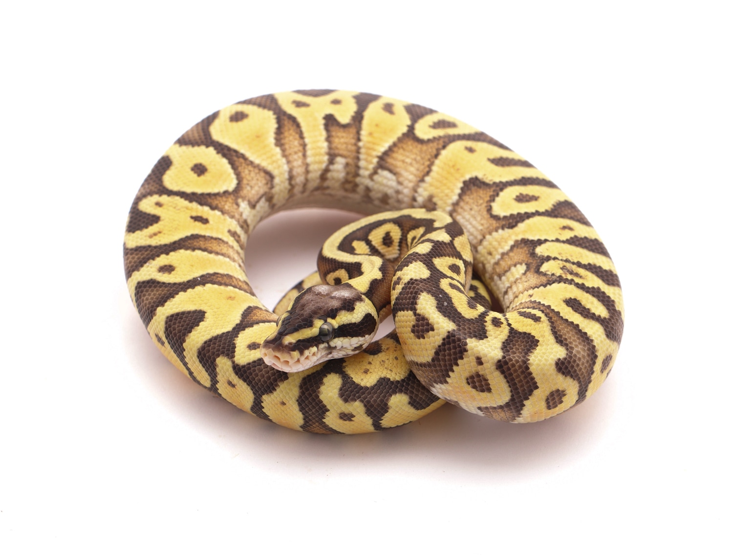 Enchi Pastel Huffman Het Hypo Ball Python by Custom Scales - MorphMarket