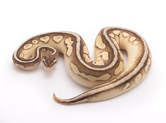 Pewter Enchi Calico Ball Python by Custom Scales