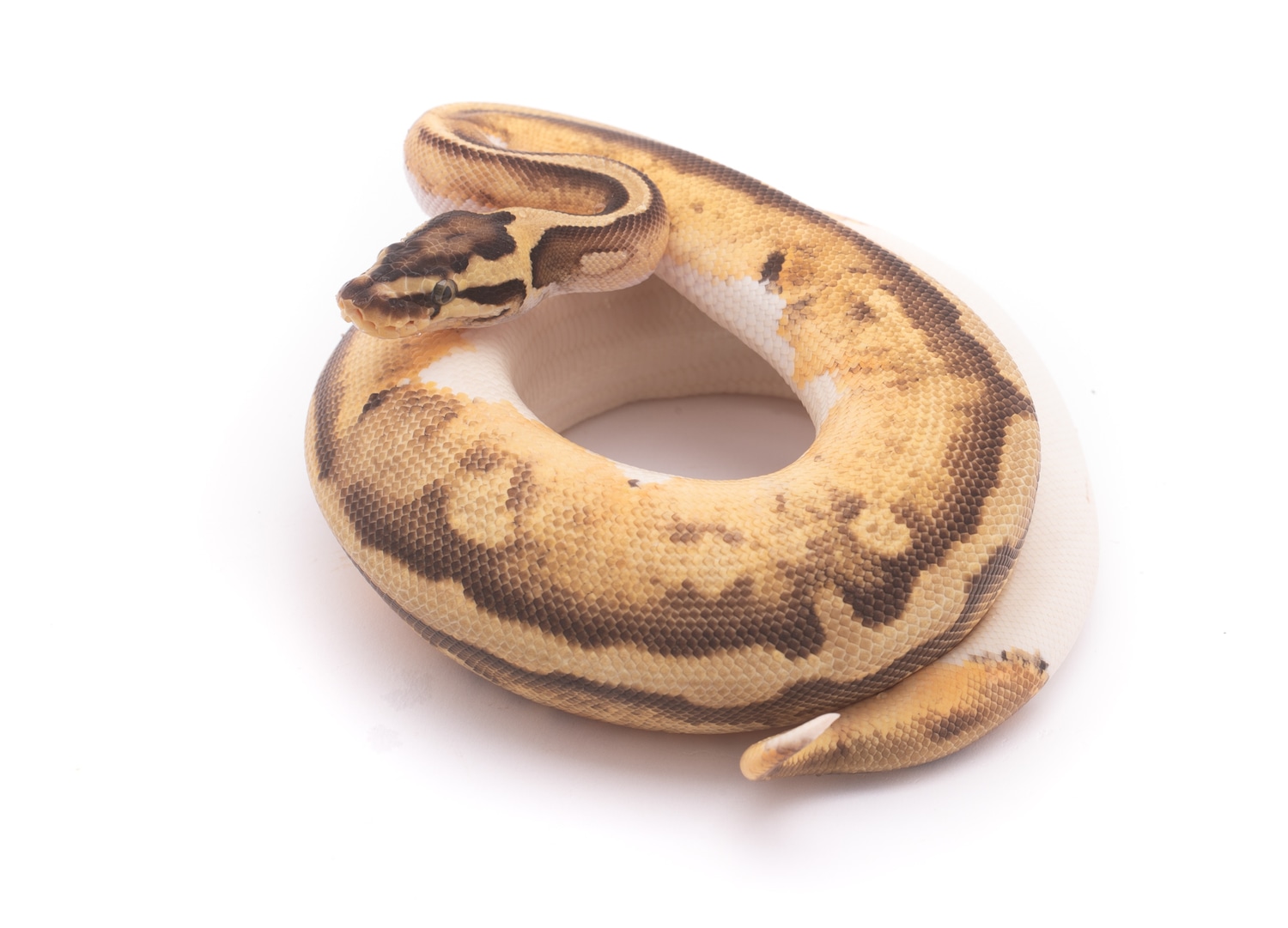 Pastel Enchi Pied Ball Python by Custom Scales MorphMarket