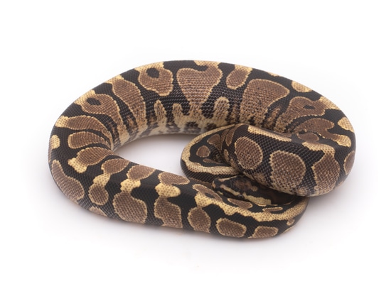 Spotnose Spark Ball Python by Custom Scales