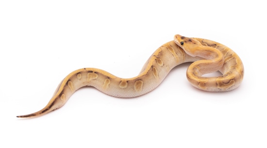 Enchi Champagne Het Desert Ghost Ball Python by Custom Scales