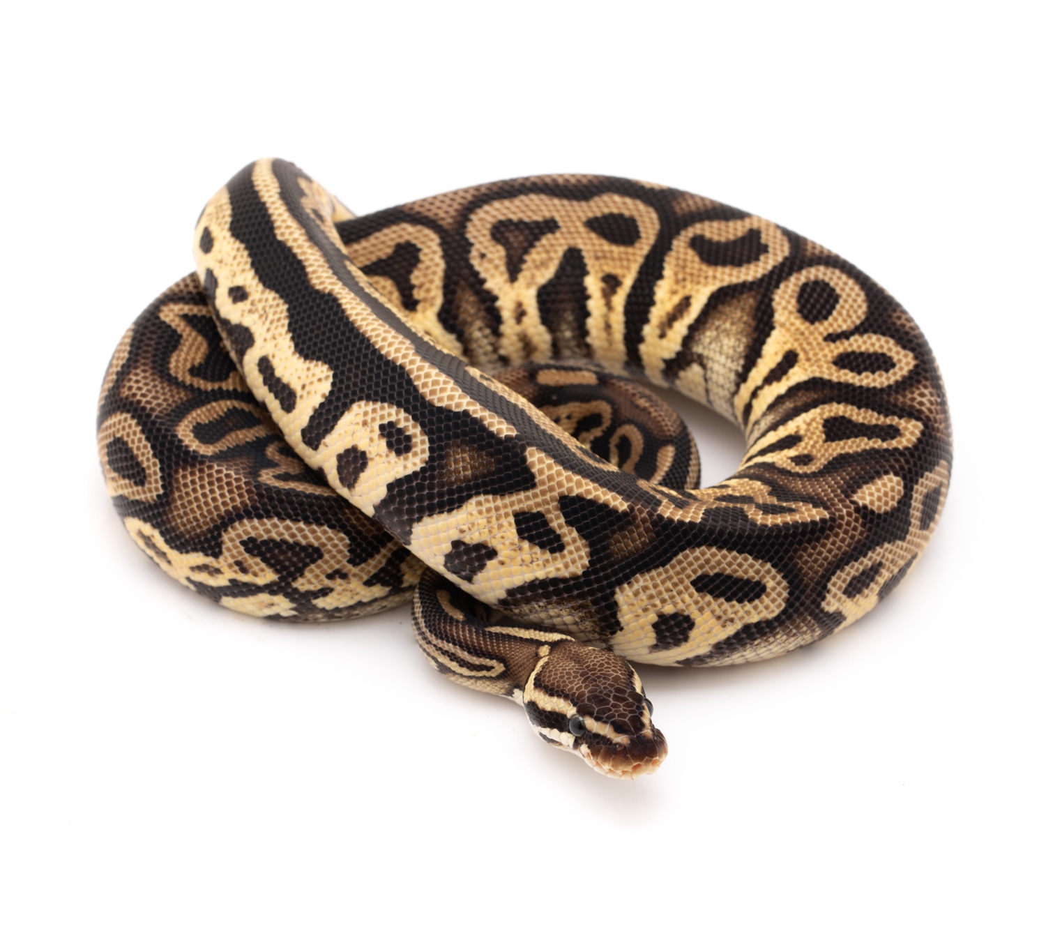 Pastel Leopard Possible Joppa Ball Python by Custom Scales - MorphMarket