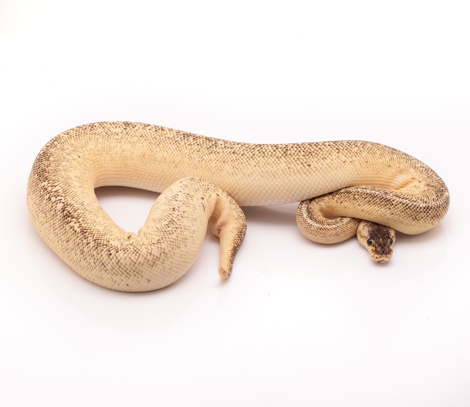 Bongo Pastel Cinnamon Lesser Ball Python by Custom Scales MorphMarket